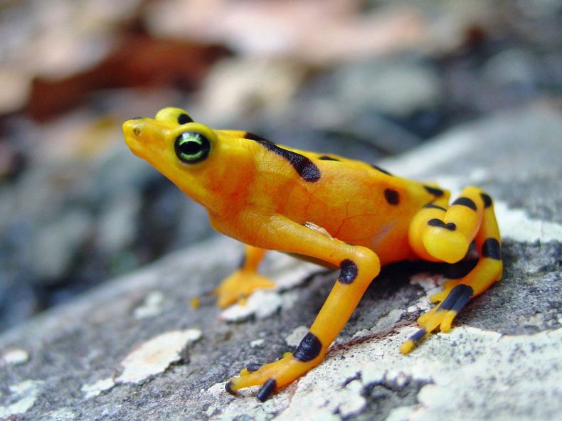 AMN-CIE_PANAMA-RANAS-0.jpg