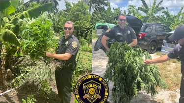 descubren granja ilegal de marihuana en davie