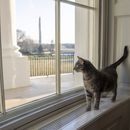 Los Biden tienen nueva mascota: una gatita de dos años