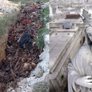 Salen a la luz macabras imágenes del Cementerio de Colón: encuentran una zanja llena de cavares al aire libre