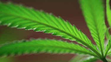 incierto el futuro de la marihuana medicinal en la isla ante decision de ee.uu.