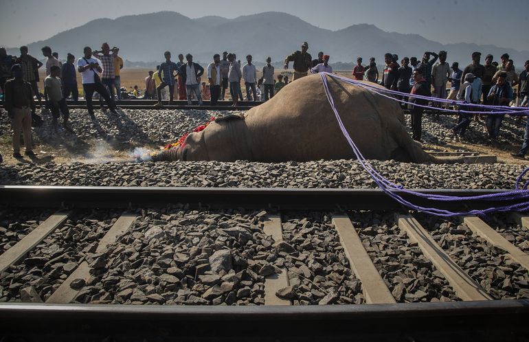 Tren atropella a 2 elefantes salvajes en India