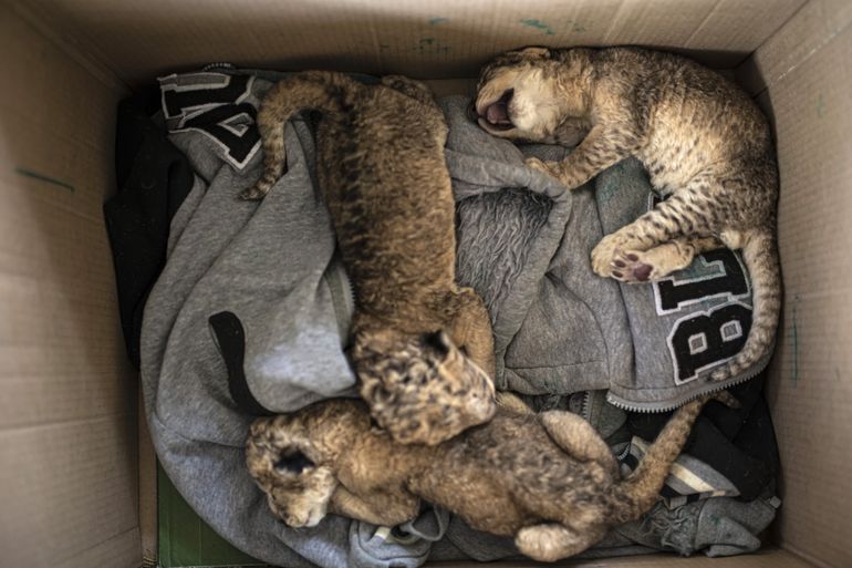 Nacen tres cachorros de león en zoológico en Ciudad de Gaza