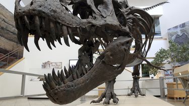 Fósiles revelan extinción de dinosaurios por asteroide