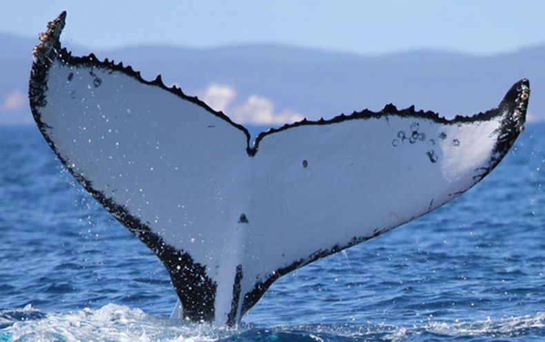 Esta fotografía, difundida por la Fundación de Ballenas del Pacífico en mayo de 2026, muestra las marcas en la cola de una ballena jorobada que fue avistada en sitios de apareamiento en Australia y Brasil. (Pacific Whale Foundation via AP)