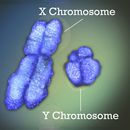 La imagen provista por Institutos Nacionales de Salud de Estados Unidos muestra los cromosomas X e Y. Las mujeres tienen una probabilidad mucho mayor que los hombres de contraer un mal autoinmune como el lupus o la artritis reumatoidea, cuando el sistema inmunitario ataca sus propios tejidos. Nuevas investigaciones parecen contener la solución a un enigma que desconcierta a los científicos. (Jonathan Bailey/NIH via AP)