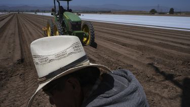 Trabajadores agrícolas trabajan en un campo de fresas en Oxnard, California, el miércoles 18 de junio de 2025. (AP Foto/Damian Dovarganes)