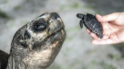 En esta imagen proporcionada por el Zoo de Miami, Goliath, una tortuga terrestre de Galápagos de 234 kilos (517 libras) en el Zoo, conoce a su primera cría, el 12 de junio de 2025 en Miami. (Zoo de Miami via AP)