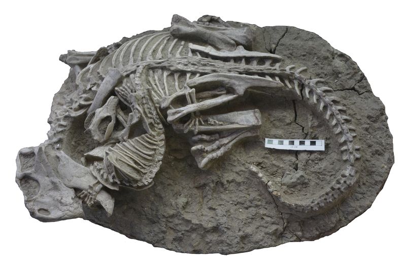 Esta imagen distribuida por el Museo Canadiense de la Naturaleza muestra esqueleto entrelazados de un dinosaurio y un mamífero. La escala equivale a 10 centímetros. En este fósil, proveniente de China, una criatura semejante a un tejón está comiendo a un dinosaurio picudo que lo triplica en tamaño. Un trabajo publicado el martes 18 de julio de 2023 es una prueba más de que cuando los dinosaurios dominaban la Tierra, algunos mamíferos les devolvían los mordiscos. (Gang Han/Canadian Museum of Nature via AP)