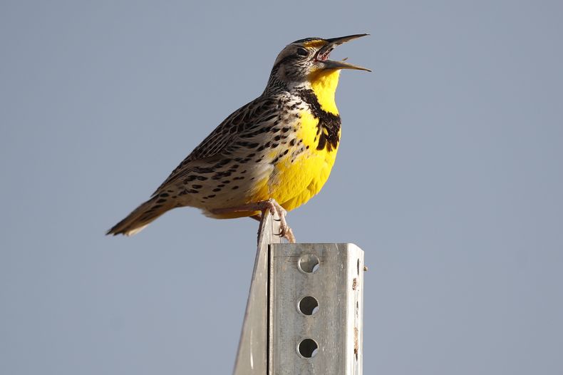 AMN-CIE_POBLACION_DE_AVES-0.jpg