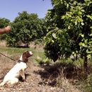 Adiestran perros para detectar enfermedades en cítricos