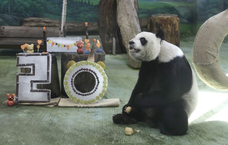 La panda Yuanyuan come su pastel para celebrar su 20mo. cumpleaños en el zoológico de Taipéi, en Taipéi, Taiwán, el viernes 30 de agosto de 2024. (AP Foto/Chiang Ying-ying)