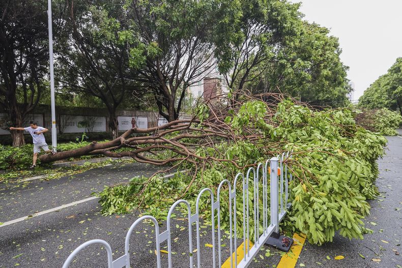 Un hombre pasa por encima de un árbol caído luego de que el tifón Doksuri golpeó la ciudad de Jinjiang, en la provincia china de Fujian, el 28 de julio de 2023. (Chinatopix vía AP)