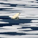 Inesperado derretimiento de hielo en Antártida y Ártico