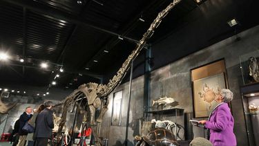 americateve | Potenciales postores admiran el esqueleto de 17 metros (55 pies) de un dinosaurio Diplodocus Longus de cuello largo exhibido en Summers Place Auctions en Billingshurst, Inglaterra, el mi&eacute;rcoles 27 de noviembre de 2013, antes de su subasta. (AP Foto
