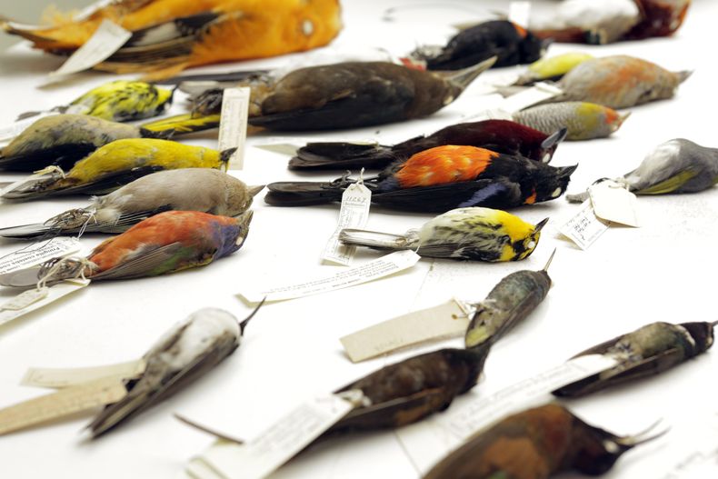 Esta foto sin fecha suministrada por AAAS mediante la revista Science muestra algunas de las especies de aves en el Museo de Historia Natural de Washington que fueron analizadas en un nuevo estudio. Los expertos han elaborado un nuevo &aacute;rbol geneal&