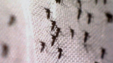 estados de eeuu en golfo de mexico, mas vulnerables al zika