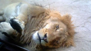 americateve | En el Zoológico de Manzanillo las fieras estaban cada vez más flacas, y el público se preguntaba por qué.