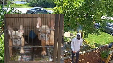 captado en camara el robo dos cachorros french bulldog valorados en 4 mil dolares cada uno