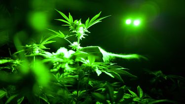 Descubren evidencias de uso de marihuana en antigüedad