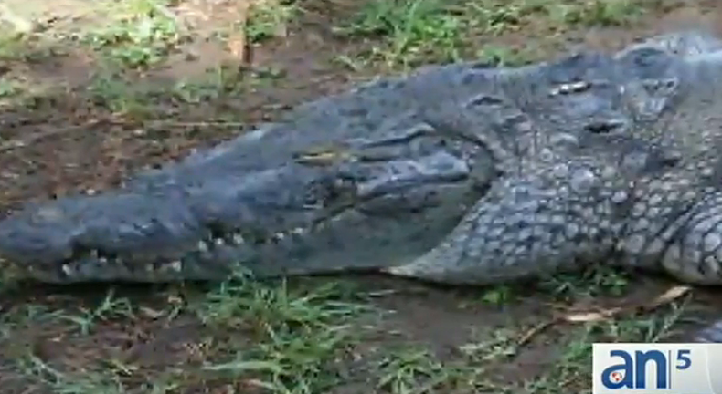 Hoy se confirmó el triste final que tuvo el cocodrilo Pancho quien el domingo pasado mordió a dos jóvenes en un canal de Coral Gables.