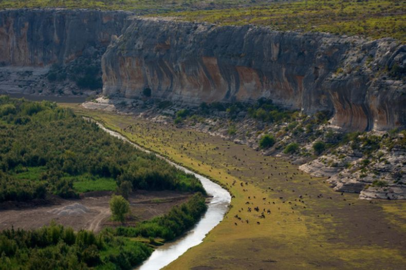 Varias cabras pastan a lo largo del río Pecos cerca de su confluencia con el río Bravo, en la frontera entre Estados Unidos y México, el viernes 25 de septiembre de 2026, cerca de Comstock, Texas. (AP Foto/John Locher)
