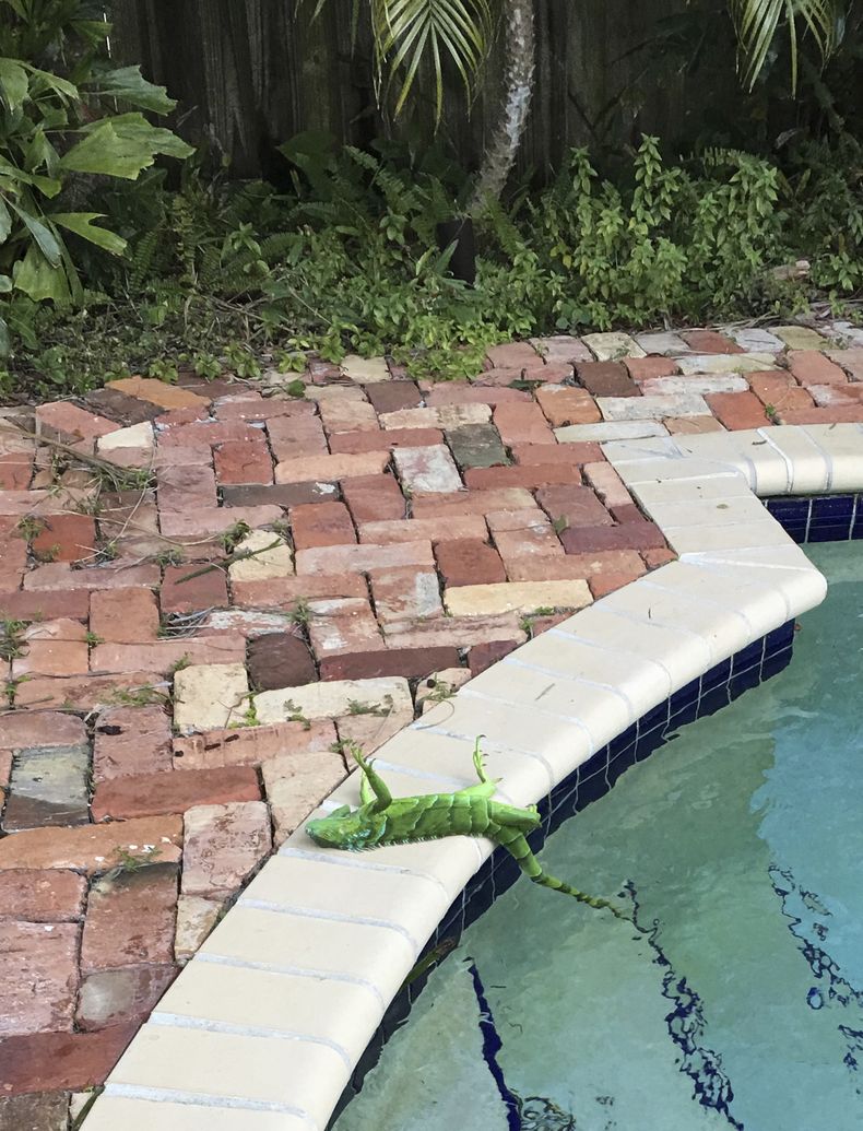 AMN-CLI_FLORIDA-IGUANAS_CONGELADAS-0.jpg