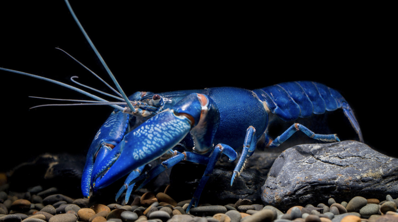 Screen Shot 2022-09-17 at 4.11.26 PM.png