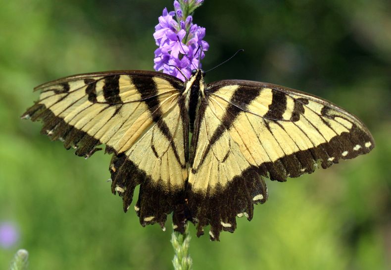 ARCHIVO – Una mariposa tigre oriental se posa en una flor en el Refugio Nacional de Vida Silvestre del Valle de Minnesota en Bloomington, Minnesota, el 8 de agosto de 2005. (AP Foto/Jeff Christensen, Archivo)