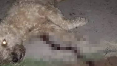 cubano apunalo a una perrita frente a dos ninos en las tunas