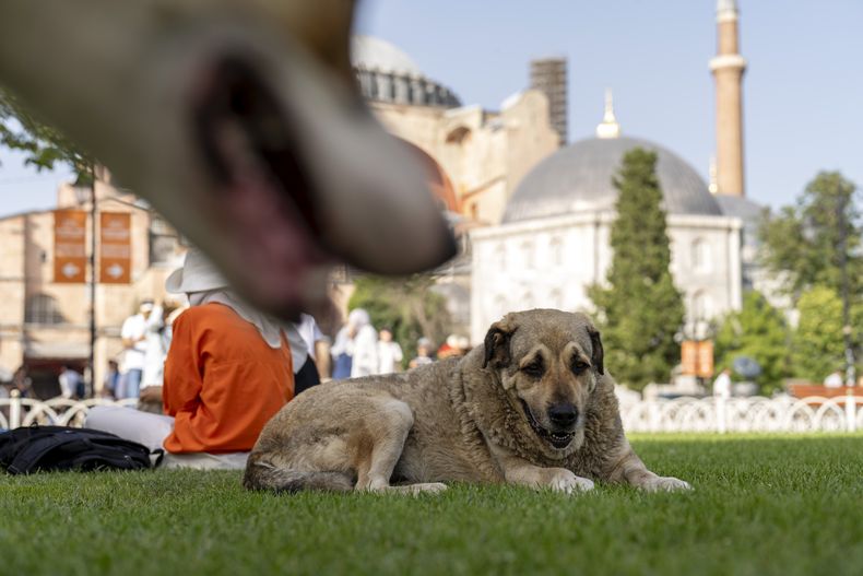 ARCHIVO – Un perro callejero descansa fuera de la mezquita bizantina de Santa Sofía en Estambul, Turquía, el 3 de julio de 2024. (AP Foto/Francisco Seco, Archivo)