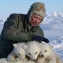 Población de osos polares cae a la mitad