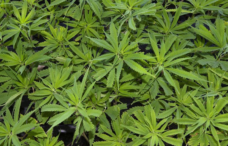 AMN-MED_EEUU-CANNABIS-0.jpg