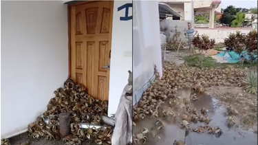 video: por lo menos tenemos que comer: invasion de cangrejos en la cienaga de zapata