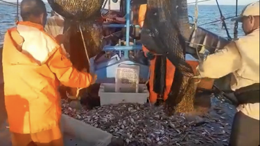 aparecieron los peces en cuba: ciego de avila exporta 94 toneladas de camarones