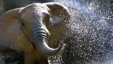 Cerrarán de manera permanente el zoológico de Mayagüez y trasladarán a todas las especies a santuarios