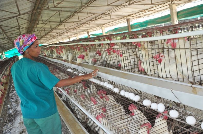 Muy atrás han quedado&nbsp; los días en que Fidel Castro se vanagloriaba de que las gallinas cubanas rompían todos los récords productivos.
