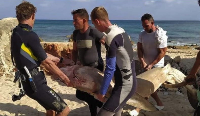 Screenshot 2023-03-28 at 5.19.47 PM.png