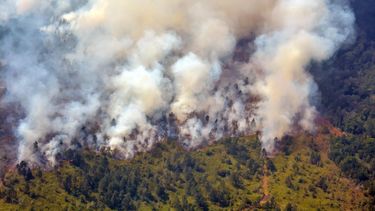 incendios forestales arrasan pinar del rio: la sequia y la falta de recursos agravan la crisis ambiental en cuba