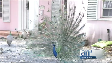 polemica con pavos reales en coconut grove