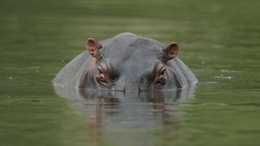 No los maten: así defienden a hipopótamos de Pablo Escobar