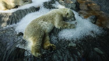 Osos polares se refrescan sobre hielo que fue colocado en su recinto en un caluroso día en el zoológico de Praga, el miércoles 10 de julio de 2024, en la República Checa. (AP Foto/Petr David Josek)
