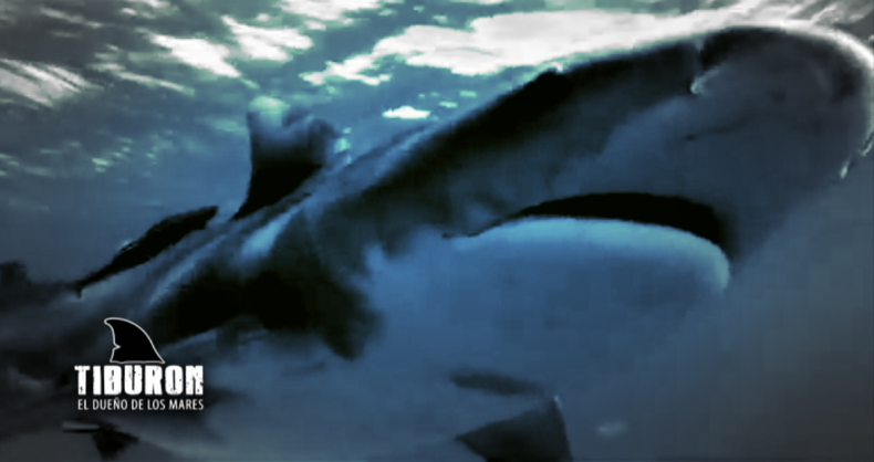 tiburon.png