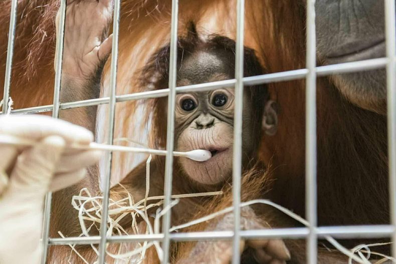 EUR-GEN_SUIZA-PATERNIDAD_ORANGUTAN-0.jpg