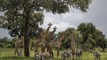 EEUU da un primer paso para aumentar protección de jirafas
