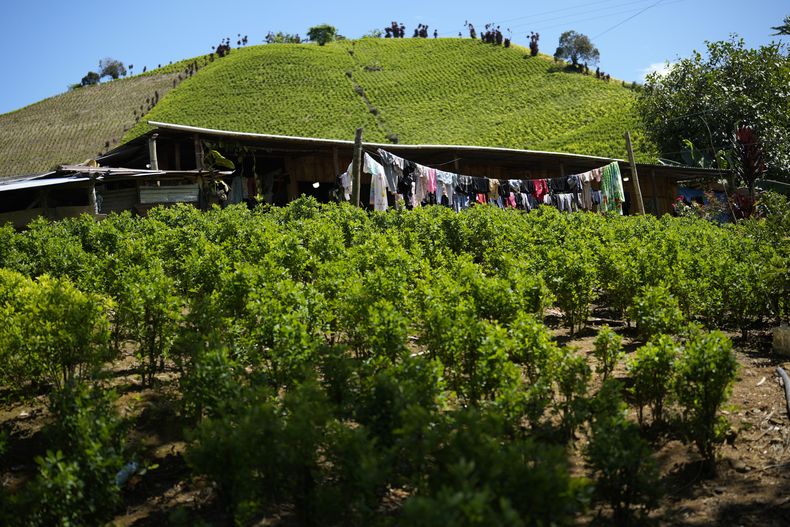 ARCHIVO - La ropa se seca en un tendedero en medio de un campo de coca en una ladera del Cañón de Micay, en el suroeste de Colombia, el 13 de agosto de 2024. (AP Foto/Fernando Vergara, File)