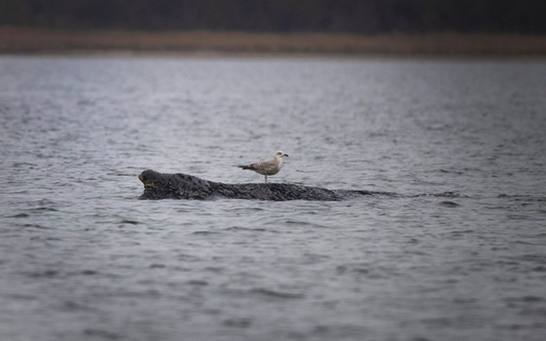 Una ballena se ve varada en un banco de arena en la bahía de Wismar, Alemania, el sábado 28 de marzo de 2026. (Philip Dulian/dpa via AP)
