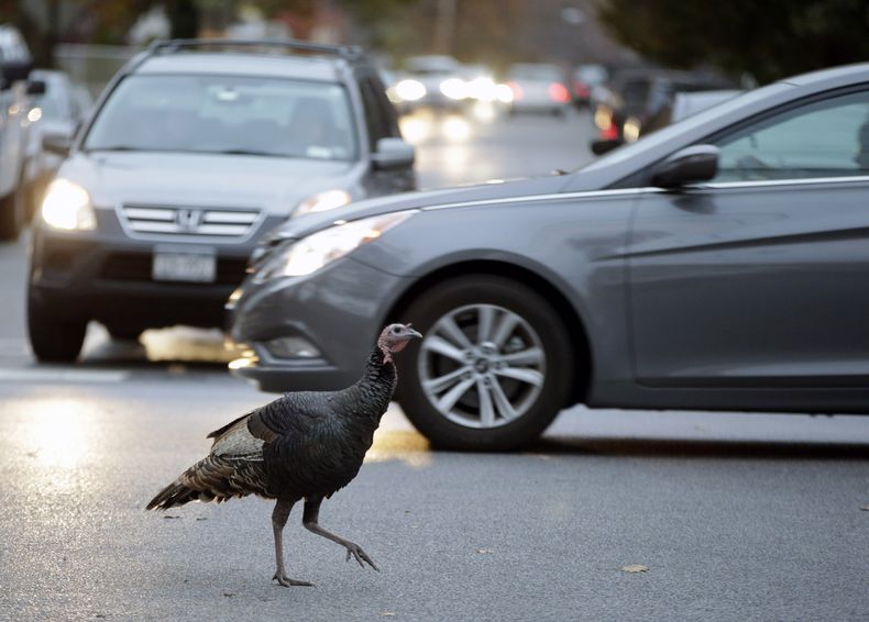 Un pavo se pasea por una zona residencial en Staten Island, el lunes 11 de noviembre de 2013, en Nueva York. El animal es parte de una parvada de pavos errantes que est&aacute;n complicando el tr&aacute;nsito, desquiciando a los habitantes y ahora se han