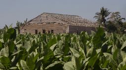 Con un cobertizo que perdió su tejado en el huracán Ian de, una plantación de tabaco está lista para la cosecha en San Juan y Martínez, en Pinar del Río, Cuba, el martes 28 de febrero de 2023. (AP Foto/Ismael Francisco)