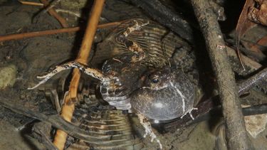 Croar para aparear: ranas urbanas modifican sus cantos